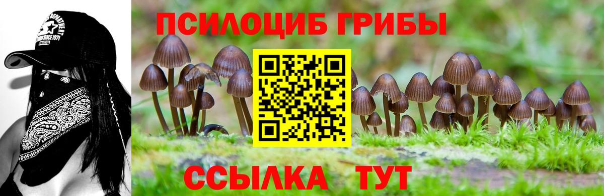 Псилоцибиновые грибы ЛСД  Новокузнецк  Псилоцибиновые грибы Psilocybine cubensis 